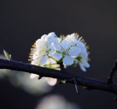 春色撩人