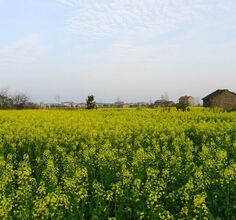 同兴桥村的油菜花