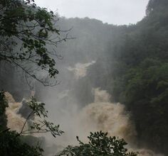 暴雨中的母猪漂