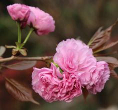 樱花、桃花—摄自白云边广场