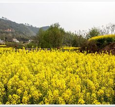 赏油菜花