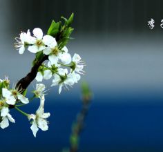 李子树花