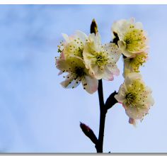 樱桃花一组