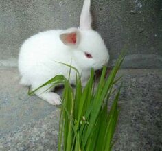 手机拍摄我家小白兔