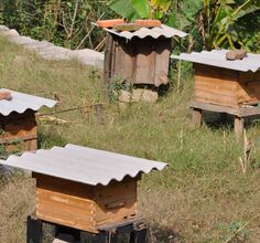 松滋养蜂人家取蜜直播图！刘家场纯天然中蜂蜂蜜哦！