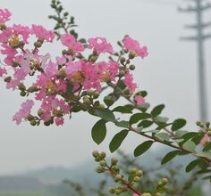 临港工业园随拍花花